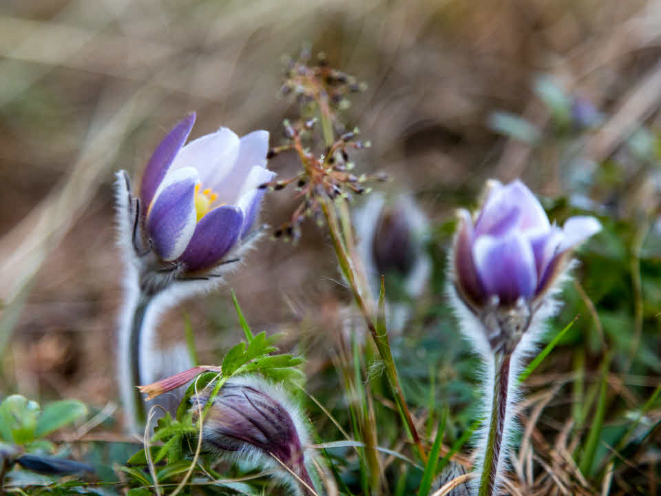 Fotograf: Thomas Adolfsen
Bildbyrå: Johnér Mosippa