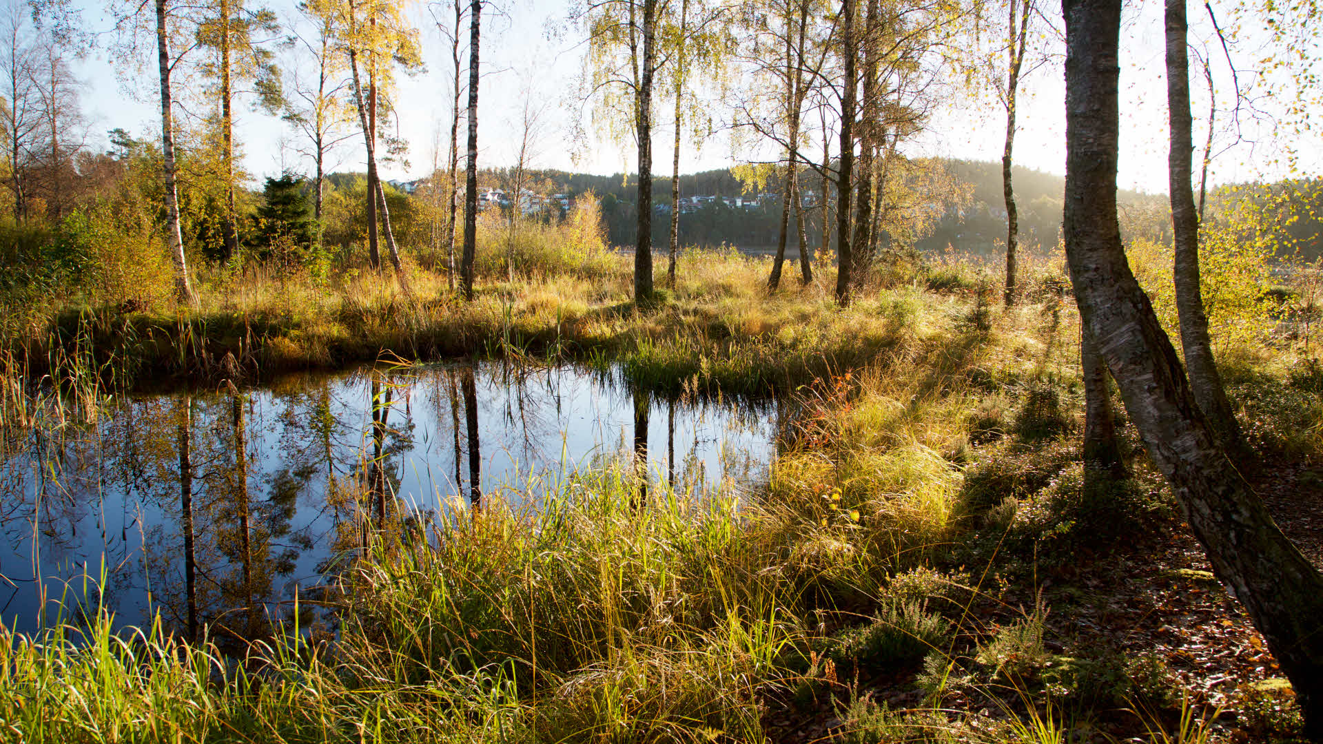 Fotograf: Anders Jarkendal
Bildbyrå: Johnér En liten skogsjö och björkar.