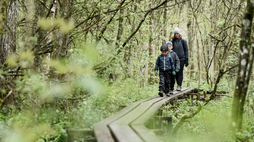 Fotograf: Stefan Isaksson
Bildbyrå: Johnér Mamma med barn i vårskog, Säveåns naturreservat, Lerum