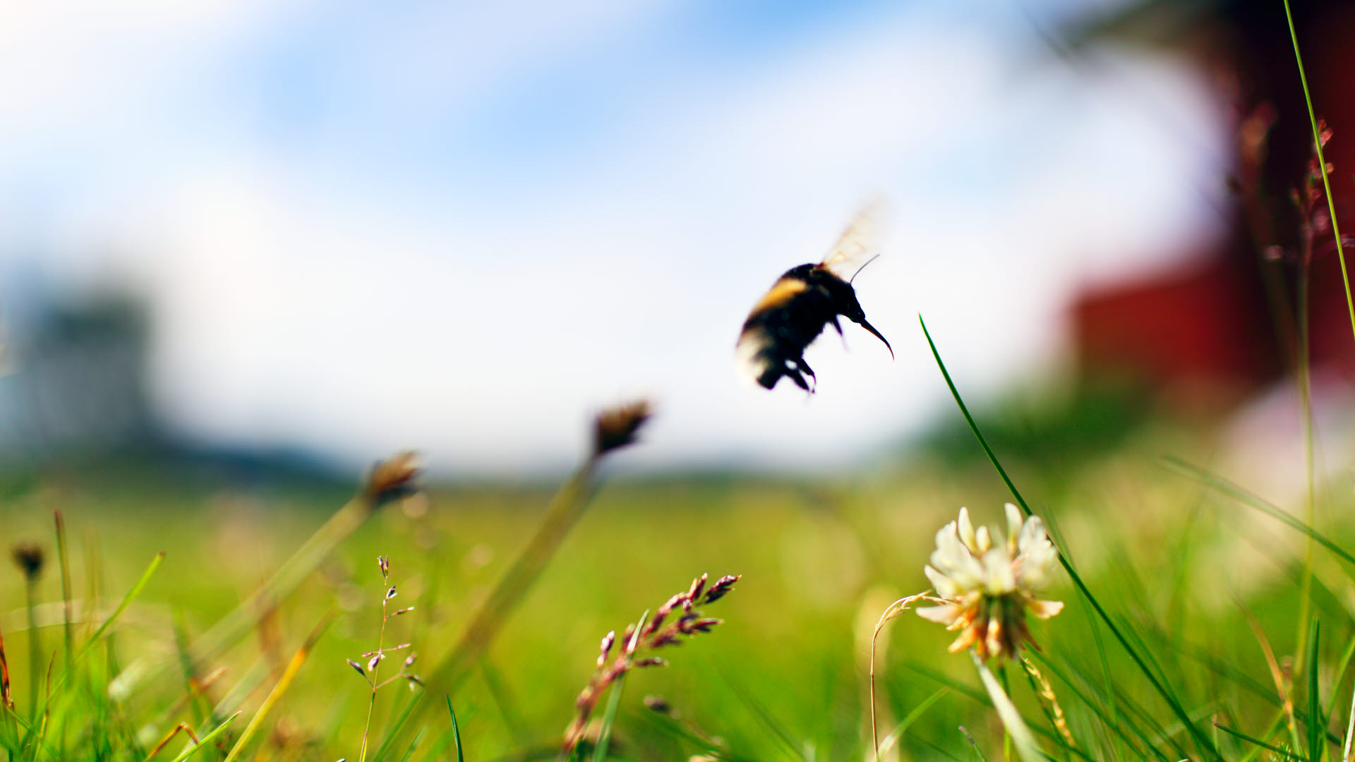 Fotograf: Fredrik Ludvigsson
Bildbyrå: Johnér Humla flyger över klöverblomma, Kiruna